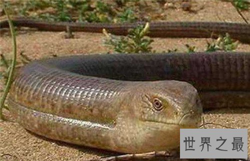 【图】玻璃蛇的特色和形状引见 少数人以为它属于蜥蜴