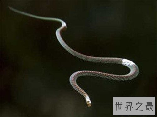 【图】玻璃蛇的特色和形状引见 少数人以为它属于蜥蜴