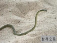 【图】玻璃蛇的特征和外形介绍 多数人认为它属于蜥蜴