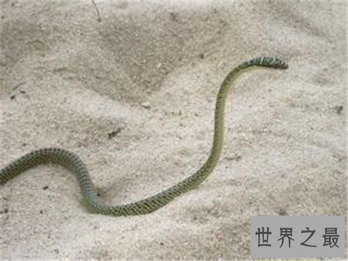 【图】玻璃蛇的特色和形状引见 少数人以为它属于蜥蜴