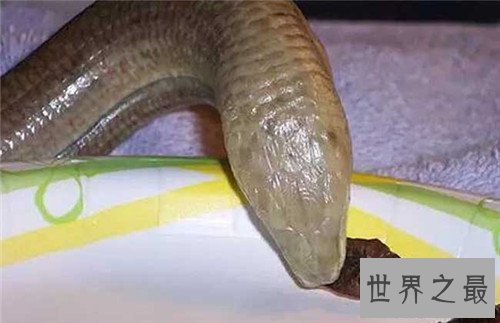 【图】玻璃蛇的特色和形状引见 少数人以为它属于蜥蜴