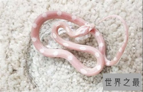 【图】玻璃蛇的特色和形状引见 少数人以为它属于蜥蜴