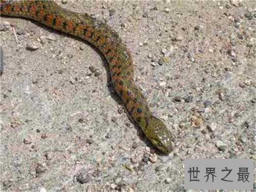 【图】玻璃蛇的特色和形状引见 少数人以为它属于蜥蜴