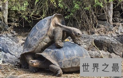 【图】世界上最大的陆龟——加拉帕戈斯象龟