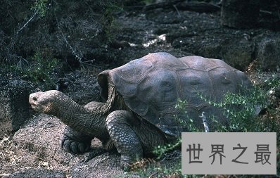 【图】世界上最大的陆龟——加拉帕戈斯象龟