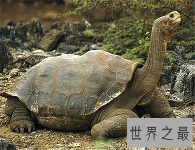 【图】世界上最大的陆龟——加拉帕戈斯象龟