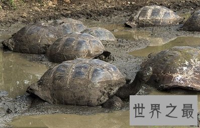 【图】世界上最大的陆龟——加拉帕戈斯象龟