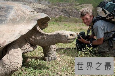 【图】世界上最大的陆龟——加拉帕戈斯象龟