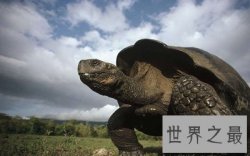 【图】世界上最大的陆龟——加拉帕戈斯象龟