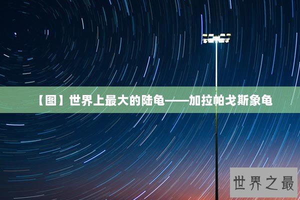 【图】世界上最大的陆龟——加拉帕戈斯象龟 【图】世界上最大的陆龟——加拉帕戈斯象龟