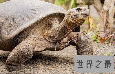 【图】世界上最大的陆龟——加拉帕戈斯象龟