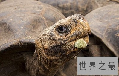 【图】世界上最大的陆龟——加拉帕戈斯象龟