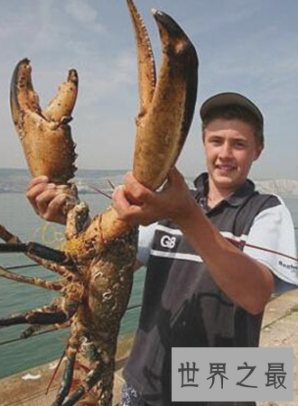 【图】什么中央出产的大龙虾最好吃肉质最鲜美