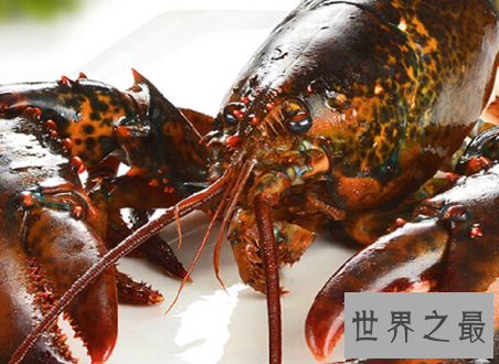 【图】什么中央出产的大龙虾最好吃肉质最鲜美
