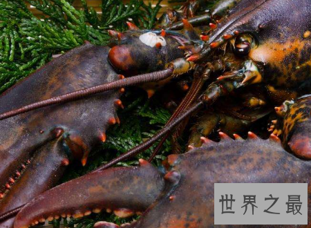 【图】什么中央出产的大龙虾最好吃肉质最鲜美