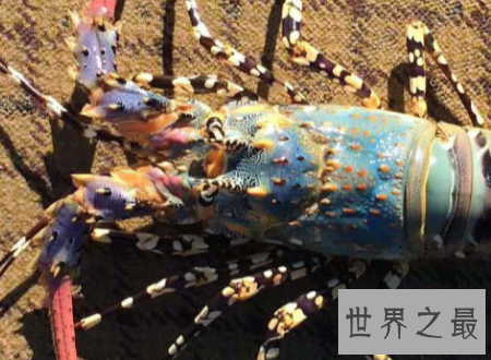 【图】什么中央出产的大龙虾最好吃肉质最鲜美