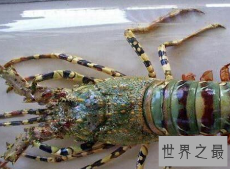 【图】什么中央出产的大龙虾最好吃肉质最鲜美