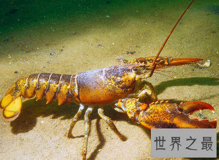 【图】什么中央出产的大龙虾最好吃肉质最鲜美