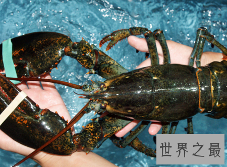 【图】什么中央出产的大龙虾最好吃肉质最鲜美
