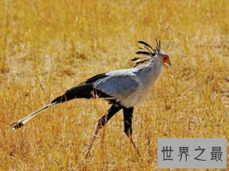 【图】一种稀有的奇异的禽鸟四翼鸟如今还存在吗