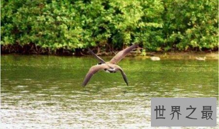 【图】一种稀有的奇异的禽鸟四翼鸟如今还存在吗