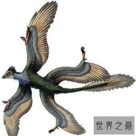 【图】一种稀有的奇异的禽鸟四翼鸟如今还存在吗