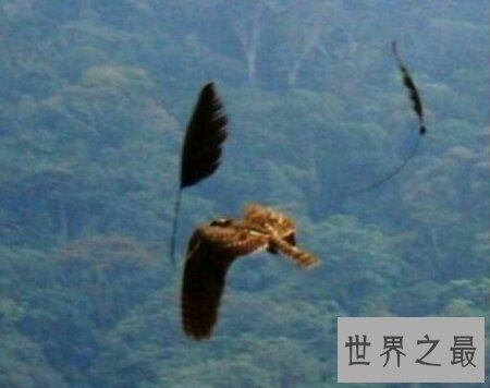 【图】一种稀有的奇异的禽鸟四翼鸟如今还存在吗