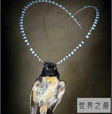 【图】一种稀有的奇异的禽鸟四翼鸟如今还存在吗