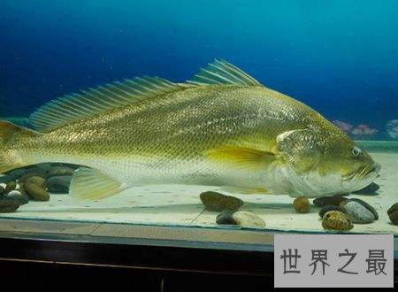 【图】金钱鳘传说中的天价鱼药用价值为什么这么贵