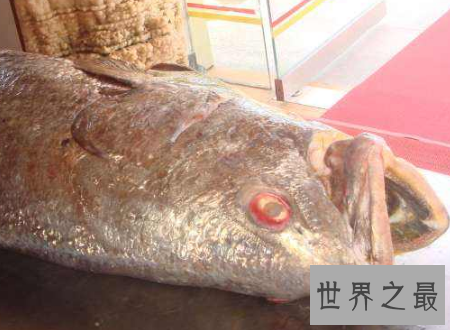 【图】金钱鳘传说中的天价鱼药用价值为什么这么贵