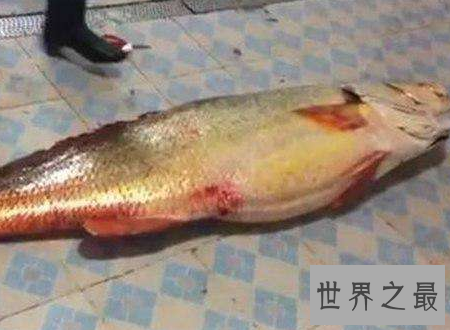 【图】金钱鳘传说中的天价鱼药用价值为什么这么贵