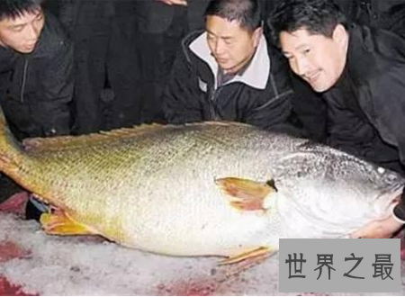 【图】金钱鳘传说中的天价鱼药用价值为什么这么贵