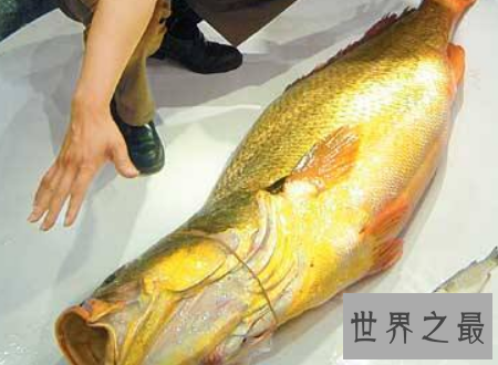 【图】金钱鳘传说中的天价鱼药用价值为什么这么贵