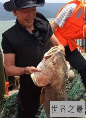 【图】金钱鳘传说中的天价鱼药用价值为什么这么贵