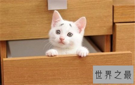 【图】诧异猫走红网络 诧异表情让人疼爱