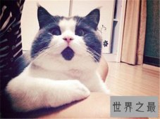 【图】惊讶猫走红网络 惊讶表情让人疼爱