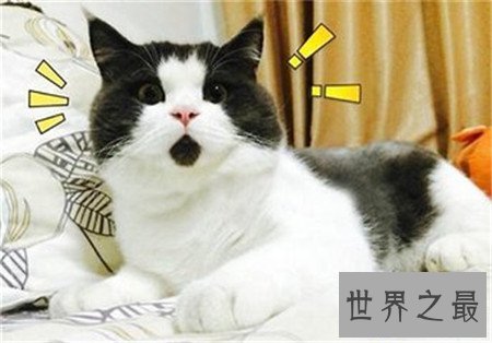 【图】诧异猫走红网络 诧异表情让人疼爱