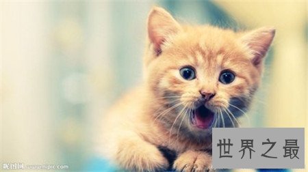 【图】诧异猫走红网络 诧异表情让人疼爱