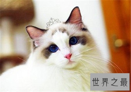 【图】诧异猫走红网络 诧异表情让人疼爱