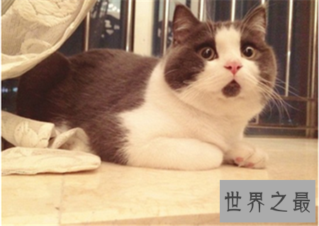 【图】诧异猫走红网络 诧异表情让人疼爱