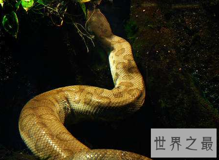 【图】世界上最长的蛇能与鳄鱼搏斗整个吞下