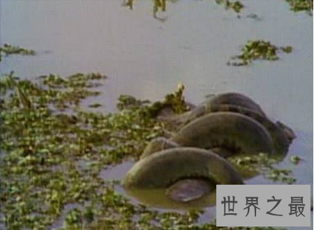 【图】世界上最长的蛇能与鳄鱼搏斗整个吞下