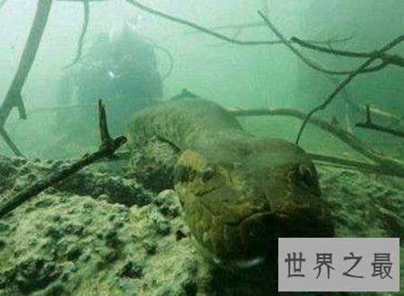 【图】世界上最长的蛇能与鳄鱼搏斗整个吞下