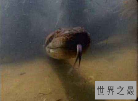 【图】世界上最长的蛇能与鳄鱼搏斗整个吞下