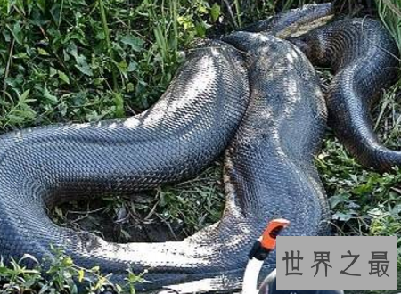 【图】世界上最长的蛇能与鳄鱼搏斗整个吞下