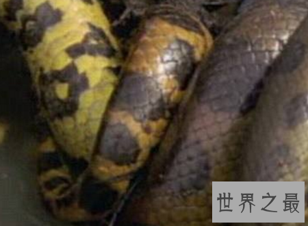【图】世界上最长的蛇能与鳄鱼搏斗整个吞下