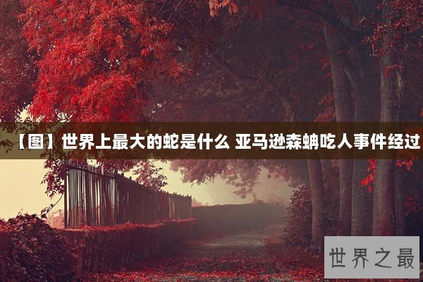 【图】世界上最大的蛇是什么 亚马逊森蚺吃人事件经过