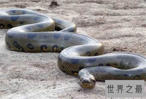 【图】世界上最大的蛇是什么 亚马逊森蚺吃人事情通过