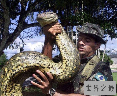 【图】世界上最大的蛇是什么 亚马逊森蚺吃人事情通过