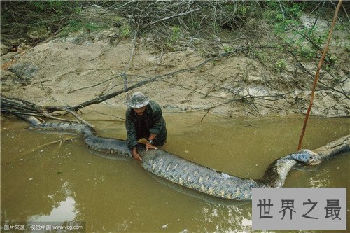 【图】世界上最大的蛇是什么 亚马逊森蚺吃人事情通过